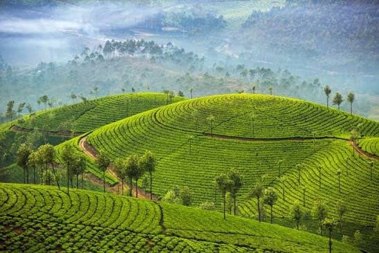 Munnar image 2
